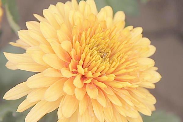 家里養(yǎng)菊花好嗎 養(yǎng)菊花對家庭風水的作用