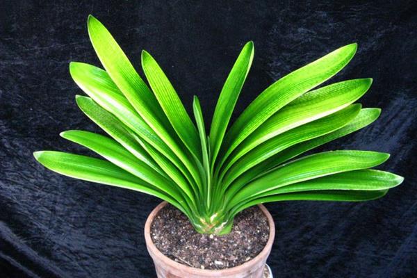 君子蘭和朱頂紅的區別是什么  君子蘭的挑選方法