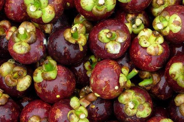 吃山竹會胖嗎 山竹下火嗎 山竹吃多了會怎樣