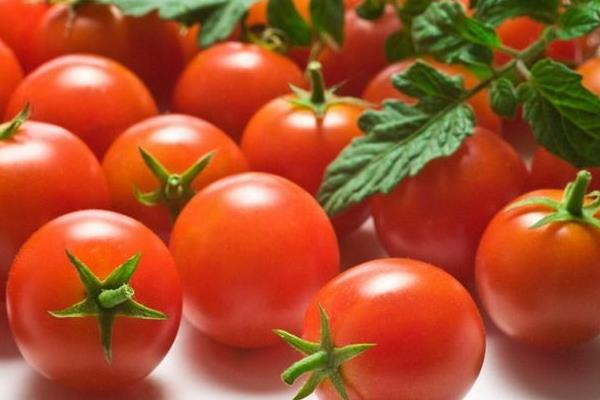 圣女果怎么種植 圣女果種植方法與注意事項