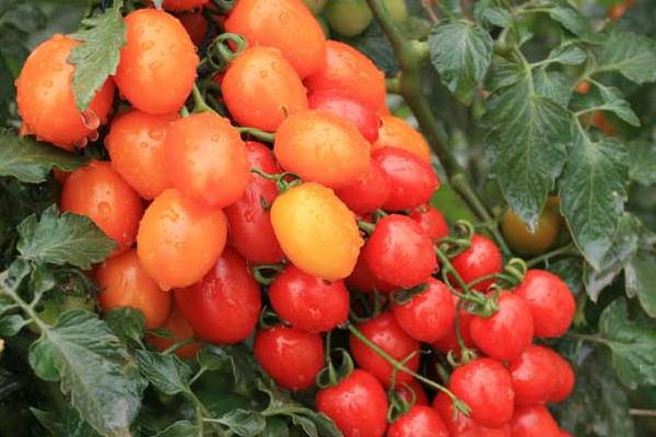 圣女果怎么種植 圣女果種植方法與注意事項(xiàng)