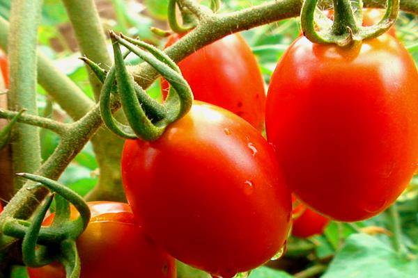 圣女果怎么種植 圣女果種植方法與注意事項(xiàng)