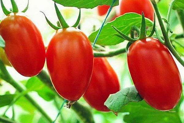 圣女果怎么種植 圣女果種植方法與注意事項(xiàng)