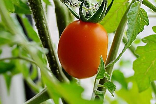 圣女果怎么種植 圣女果種植方法與注意事項(xiàng)