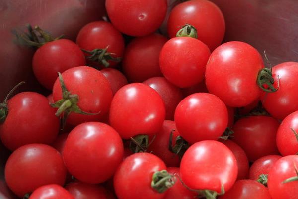 圣女果怎么種植 圣女果種植方法與注意事項(xiàng)