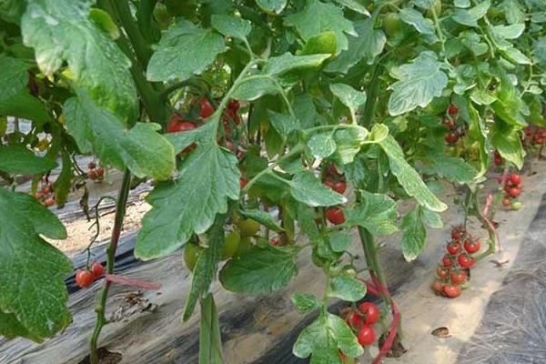 圣女果怎么種植 圣女果種植方法與注意事項(xiàng)