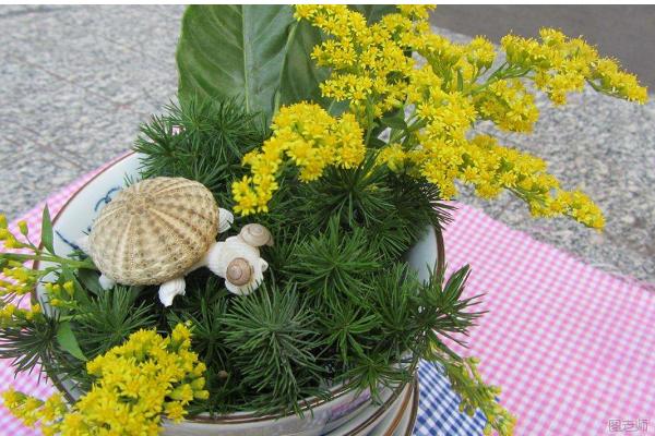 蓬萊松市場(chǎng)價(jià)格多少錢一盆 蓬萊松花語(yǔ)