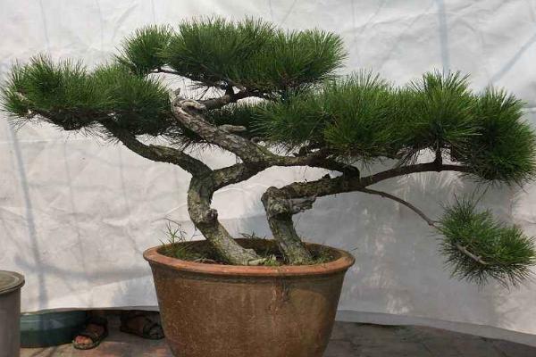 蓬萊松市場(chǎng)價(jià)格多少錢一盆 蓬萊松花語(yǔ)