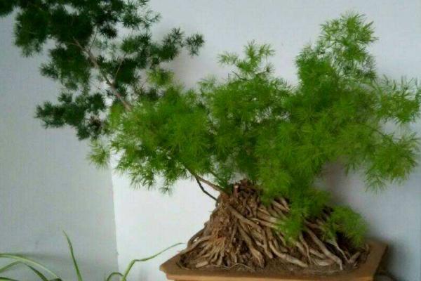 蓬萊松市場(chǎng)價(jià)格多少錢一盆 蓬萊松花語(yǔ)