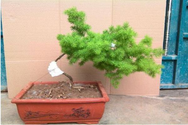 蓬萊松市場(chǎng)價(jià)格多少錢一盆 蓬萊松花語(yǔ)