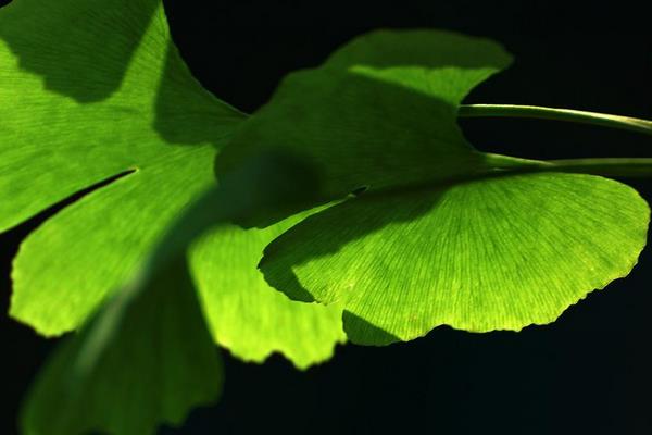 白果樹葉的功效與作用 白果樹葉的藥用價值