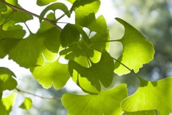 白果樹葉的功效與作用 白果樹葉的藥用價(jià)值