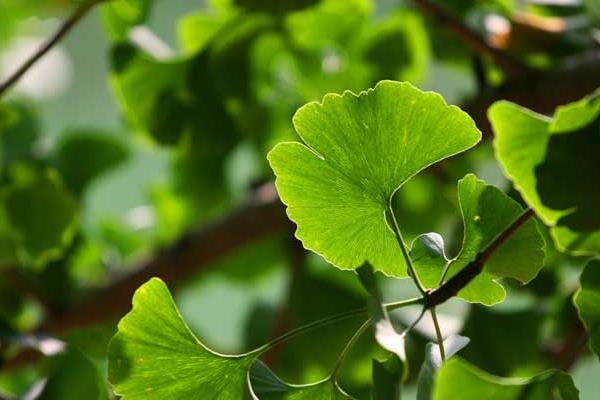 白果樹葉的功效與作用 白果樹葉的藥用價(jià)值