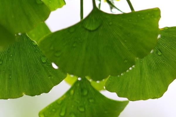 白果樹葉的功效與作用 白果樹葉的藥用價(jià)值