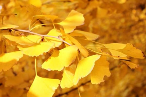 白果樹葉的功效與作用 白果樹葉的藥用價(jià)值