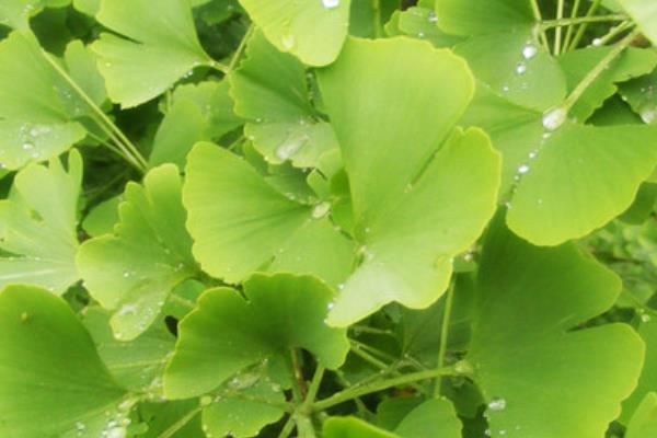 白果樹葉的功效與作用 白果樹葉的藥用價(jià)值