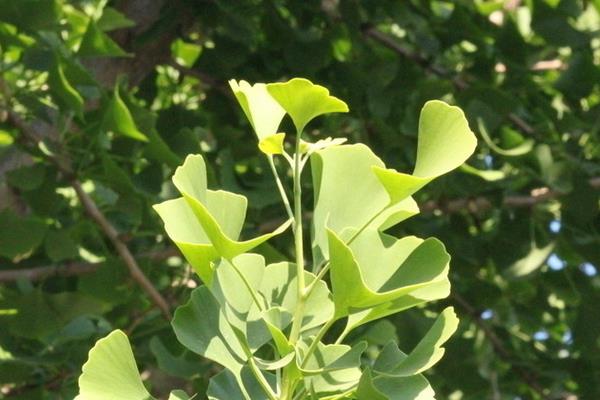 白果樹葉的功效與作用 白果樹葉的藥用價(jià)值