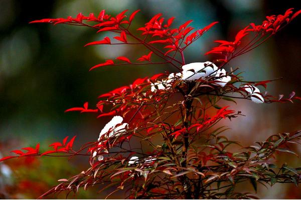 南天竹有毒嗎 南天竹能放在室內(nèi)臥室嗎