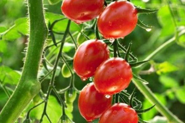 圣女果產地是哪里 圣女果栽培技術