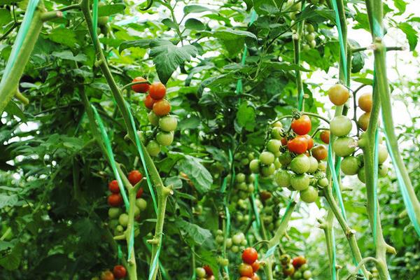 圣女果產地是哪里 圣女果栽培技術