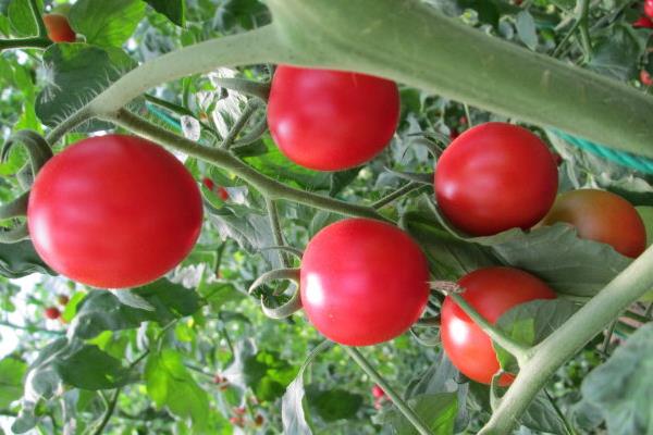 圣女果產地是哪里 圣女果栽培技術