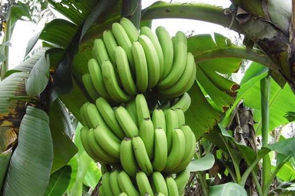 香蕉怎么種 香蕉種植方法與注意事項