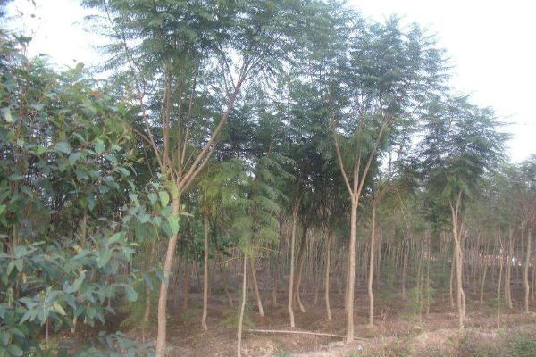 藍(lán)花楹樹市場(chǎng)價(jià)格多少錢一棵（10公分、20公分） 藍(lán)花楹樹的價(jià)值