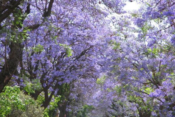 藍(lán)花楹樹市場(chǎng)價(jià)格多少錢一棵（10公分、20公分） 藍(lán)花楹樹的價(jià)值
