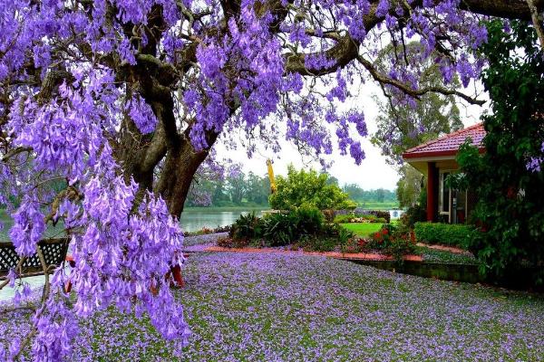 藍(lán)花楹樹市場(chǎng)價(jià)格多少錢一棵（10公分、20公分） 藍(lán)花楹樹的價(jià)值