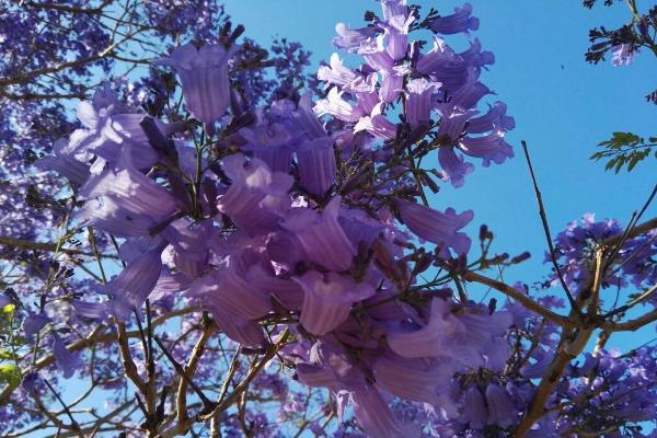 藍(lán)花楹樹市場(chǎng)價(jià)格多少錢一棵（10公分、20公分） 藍(lán)花楹樹的價(jià)值