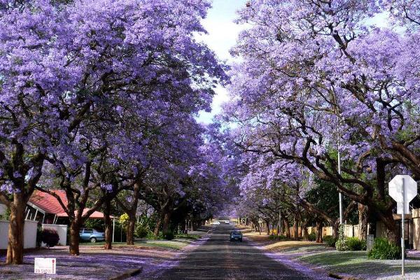 藍(lán)花楹樹市場(chǎng)價(jià)格多少錢一棵（10公分、20公分） 藍(lán)花楹樹的價(jià)值