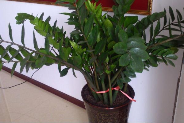 金錢樹圖片大全 金錢樹花語及寓意