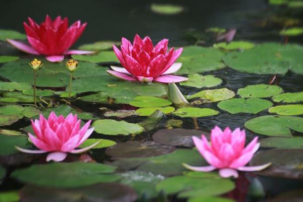 睡蓮為什么叫睡蓮 睡蓮?fù)砩蠟槭裁磿蠑n