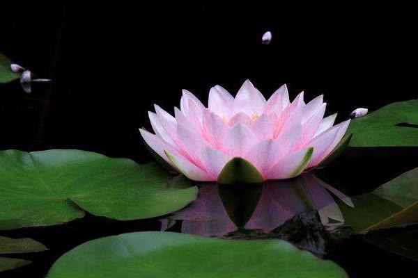 睡蓮為什么叫睡蓮 睡蓮?fù)砩蠟槭裁磿蠑n