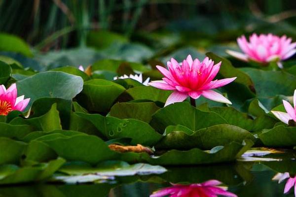 睡蓮為什么叫睡蓮 睡蓮?fù)砩蠟槭裁磿蠑n