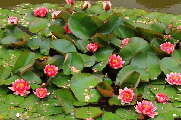 睡蓮為什么叫睡蓮 睡蓮?fù)砩蠟槭裁磿蠑n