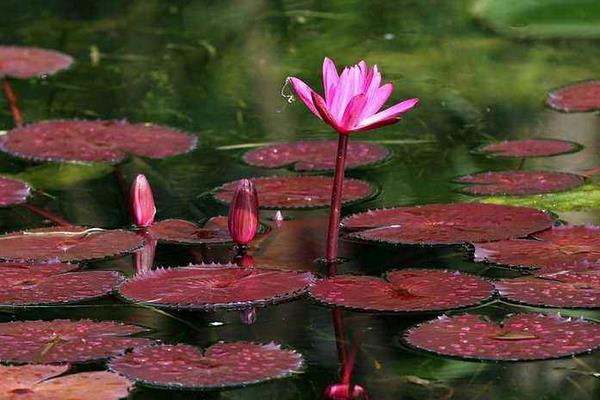 睡蓮為什么叫睡蓮 睡蓮?fù)砩蠟槭裁磿蠑n