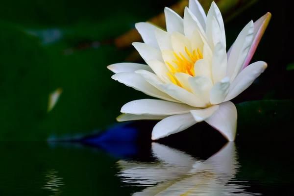 睡蓮為什么叫睡蓮 睡蓮?fù)砩蠟槭裁磿蠑n