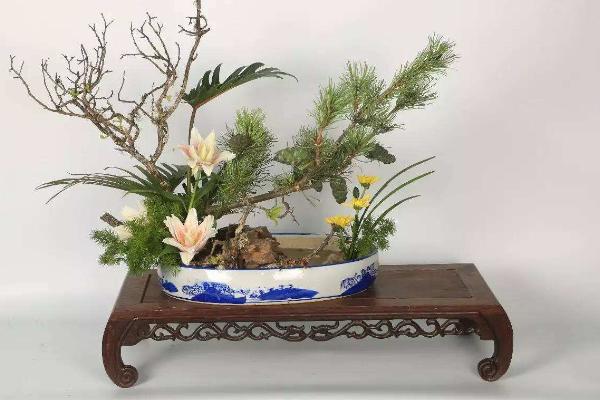 蓬萊松市場價格多少錢一盆  蓬萊松花語