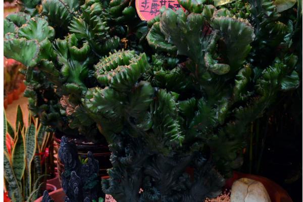 金麒麟花有鎮宅辟邪的好處嗎 養金麒麟花對風水的作用