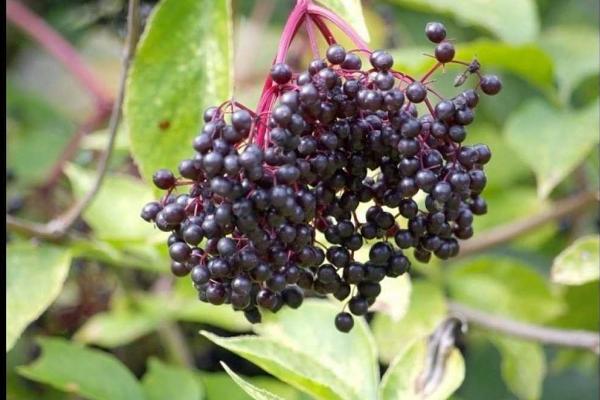 接骨木圖片大全 接骨木花語及寓意