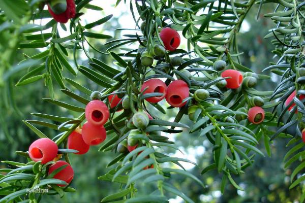 紅豆杉功效與作用及禁忌 紅豆杉藥用價值
