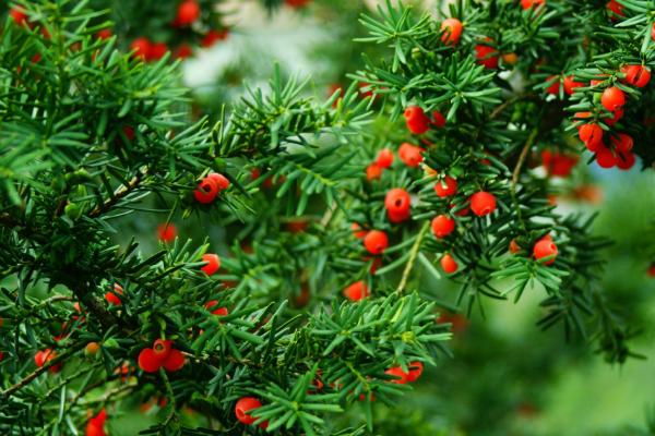 紅豆杉功效與作用及禁忌 紅豆杉藥用價值