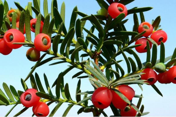 紅豆杉功效與作用及禁忌 紅豆杉藥用價值