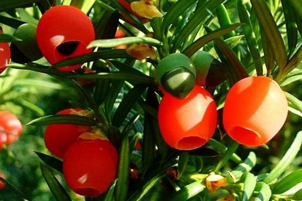 紅豆杉功效與作用及禁忌 紅豆杉藥用價值