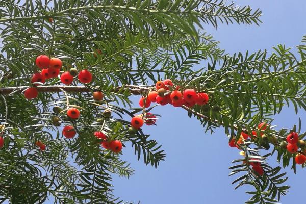 紅豆杉功效與作用及禁忌 紅豆杉藥用價值