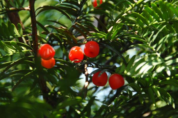 紅豆杉功效與作用及禁忌 紅豆杉藥用價值