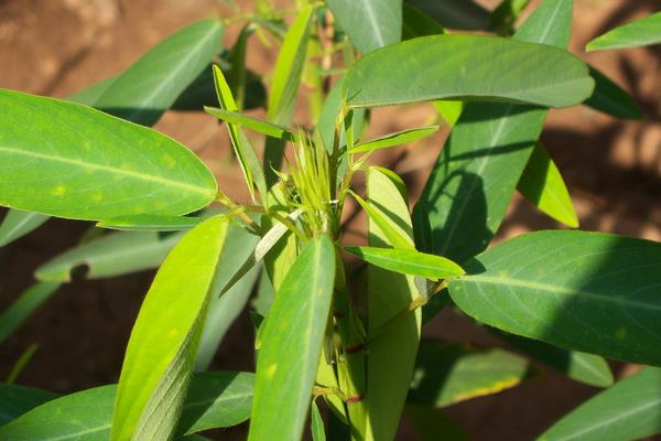 跳舞草圖片大全 跳舞草花語及寓意