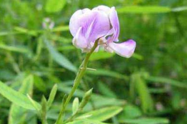 跳舞草圖片大全 跳舞草花語及寓意