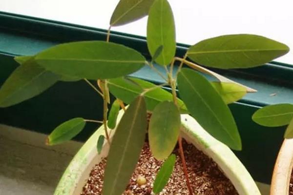 跳舞草圖片大全 跳舞草花語及寓意